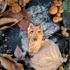 Pieśń Dzikiego Lasu – głowa wilka / Song of the Wild Forest – wolf head